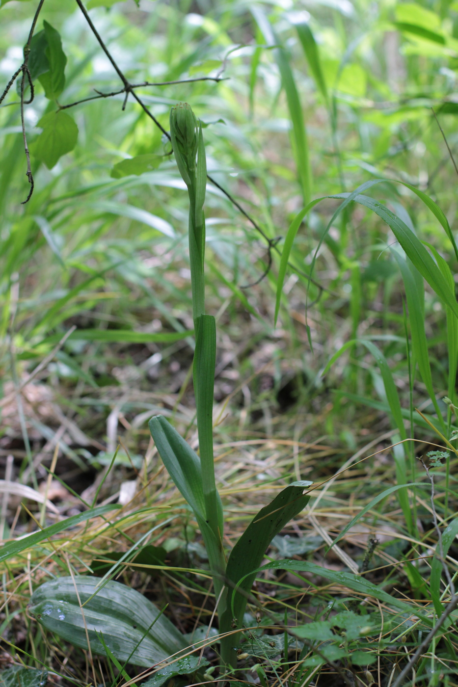 Image of Himantoglossum caprinum specimen.