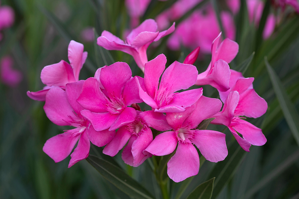 Image of Nerium oleander specimen.