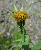 Tragopogon sibiricus