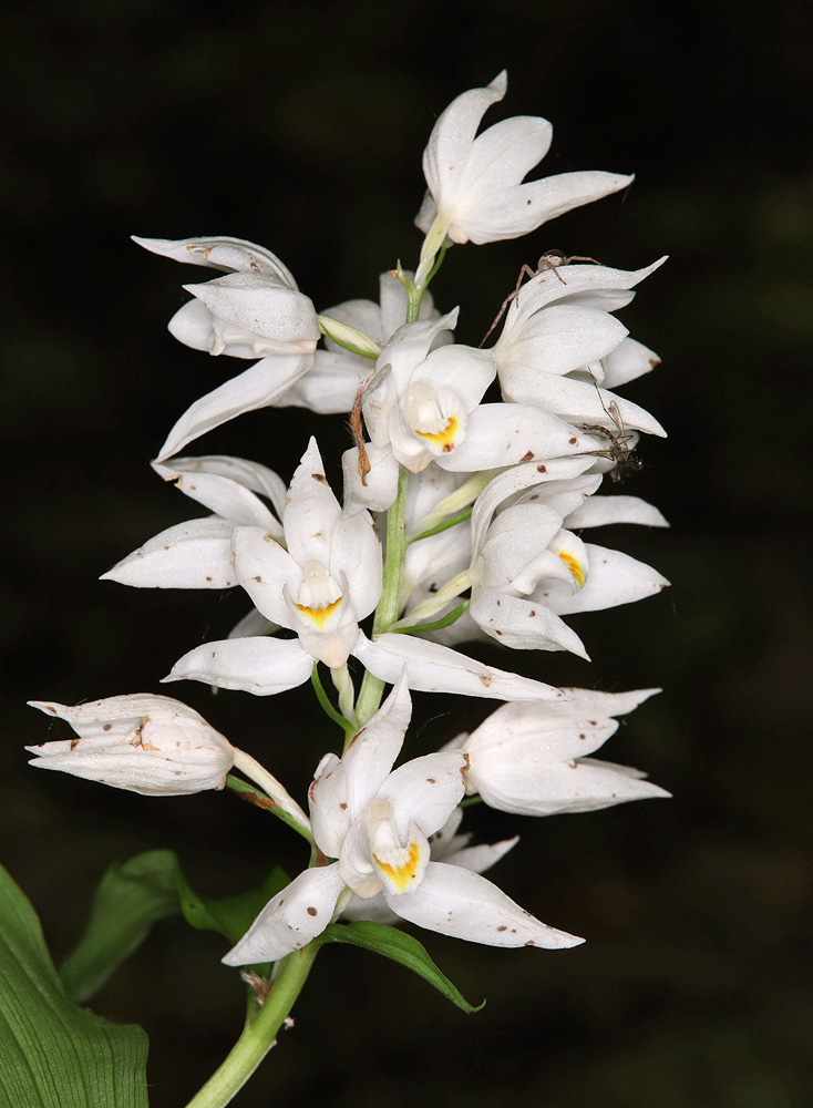 Image of Cephalanthera caucasica specimen.