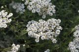 genus Achillea. Соцветие. Республика Ингушетия, Джейрахский р-н, левый берег р. Асса напротив устья ручья Тхабахро, обочина дороги. 21 июня 2022 г.