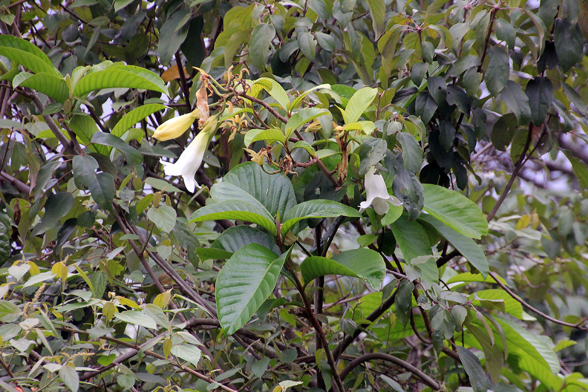 Image of Beaumontia grandiflora specimen.