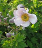 Смотреть изображение Anemone hupehensis