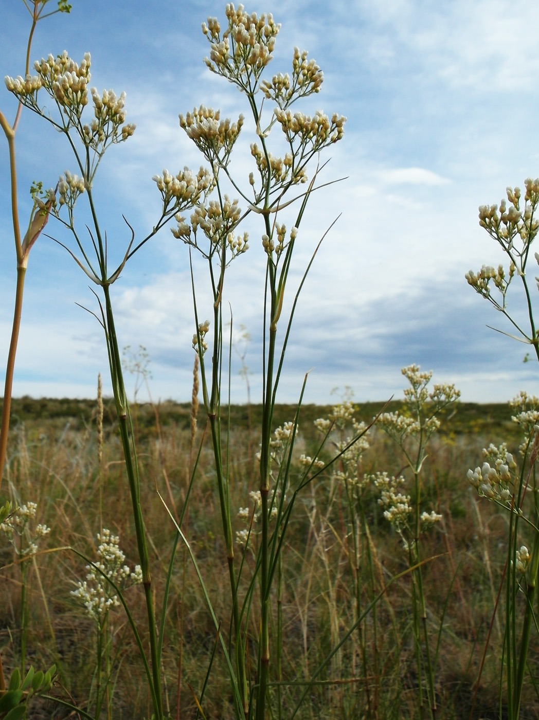 Image of Eremogone longifolia specimen.