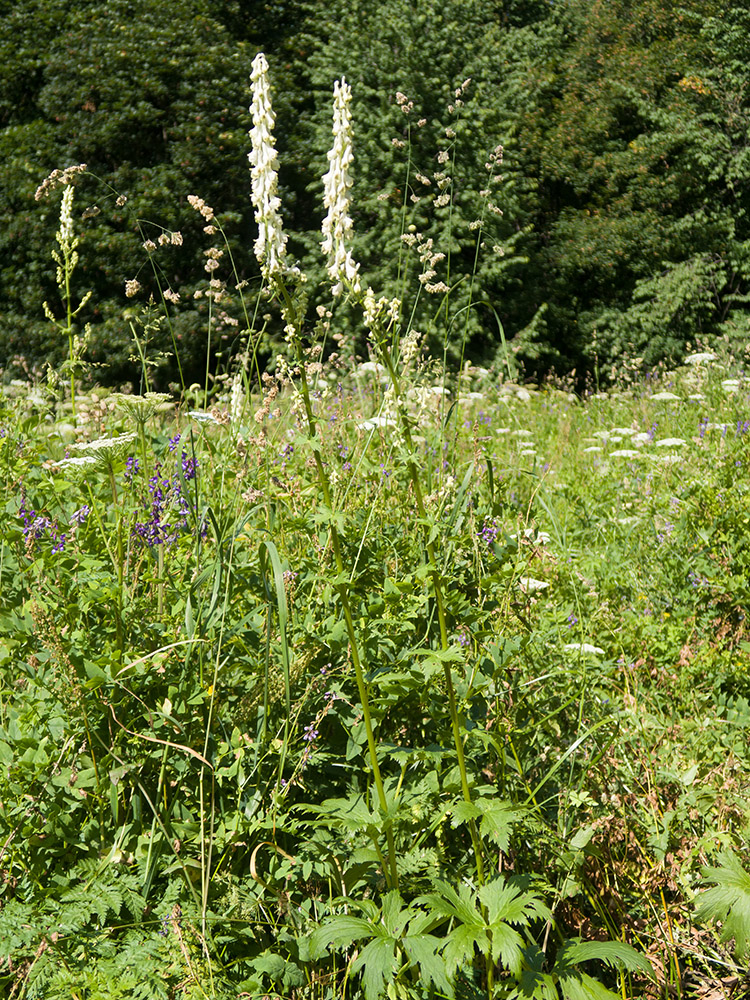 Изображение особи Aconitum orientale.