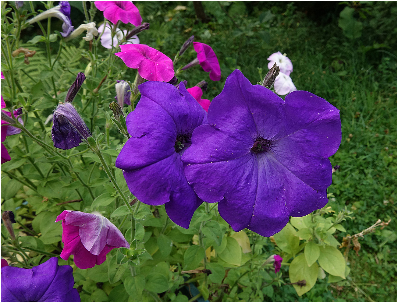 Изображение особи Petunia &times; hybrida.