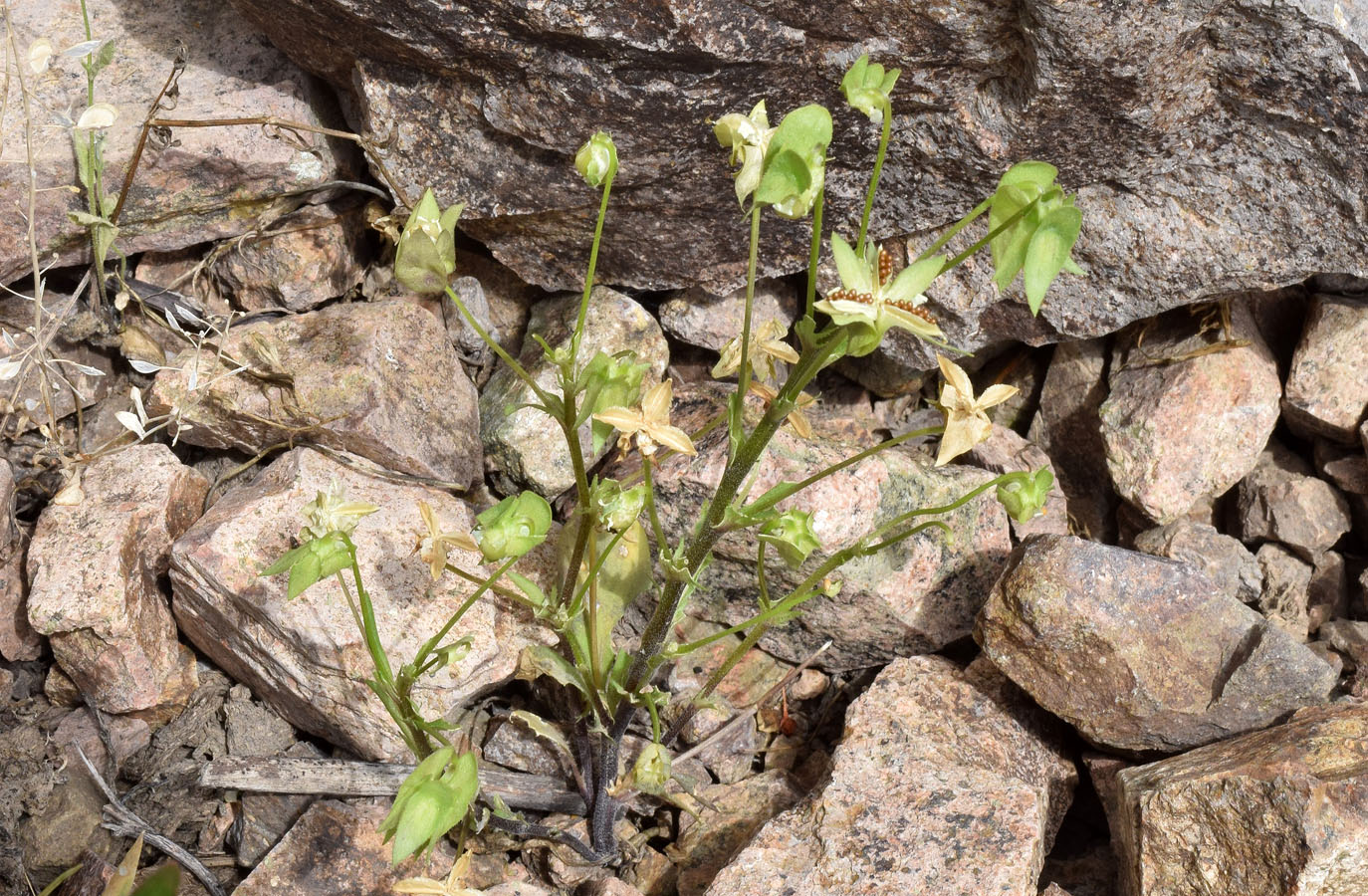 Image of Viola occulta specimen.