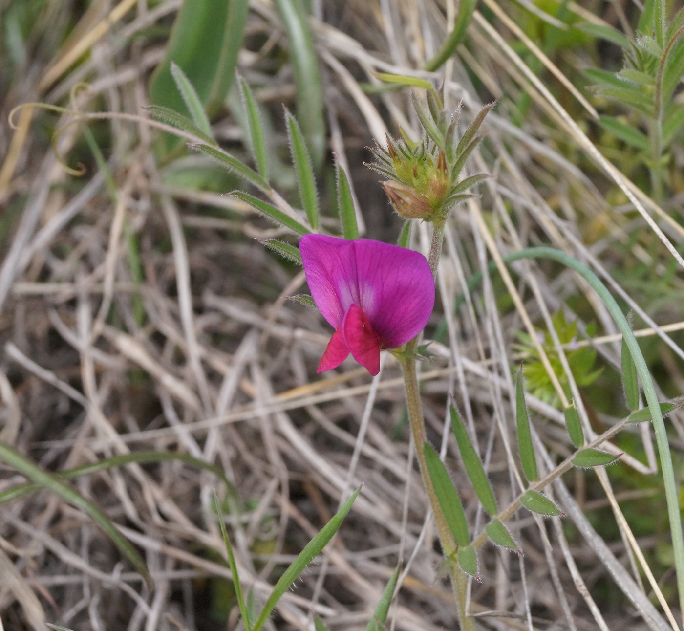 Изображение особи Vicia amphicarpa.