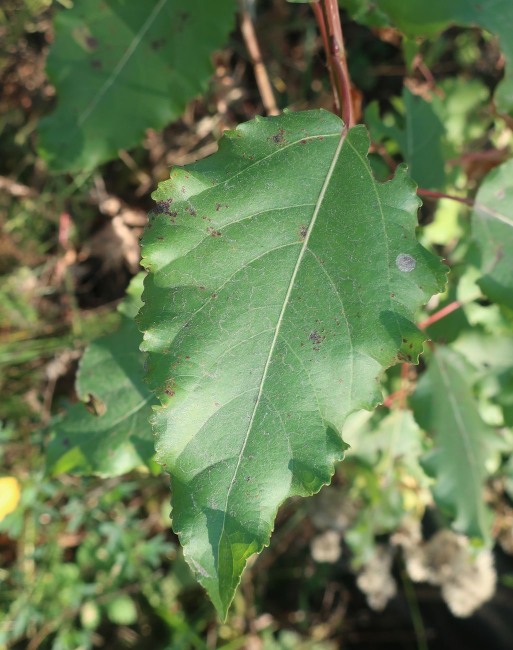 Image of Populus &times; berolinensis specimen.