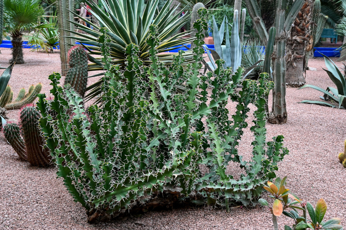 Image of Euphorbia grandicornis specimen.