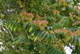 Ailanthus altissima. Часть кроны плодоносящего дерева. Дагестан, г. Дербент, в культуре. 30.07.2022.