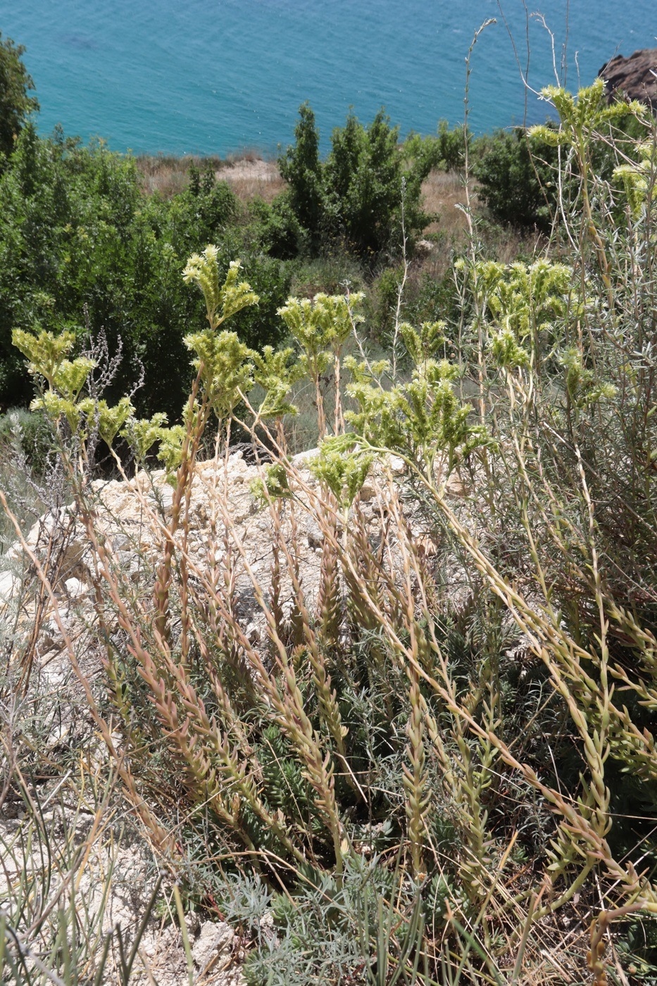 Image of Sedum sediforme specimen.