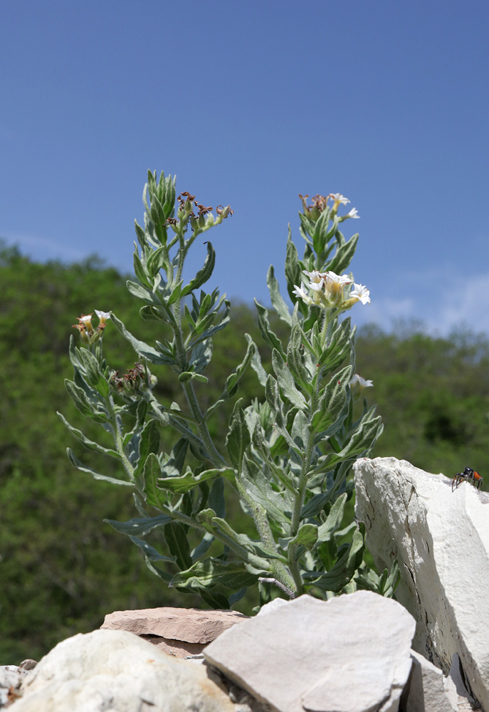 Image of Argusia sibirica specimen.