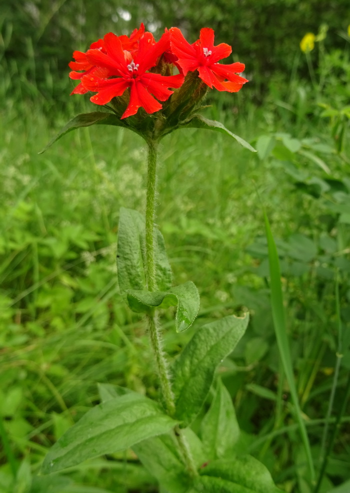 Изображение особи Lychnis chalcedonica.