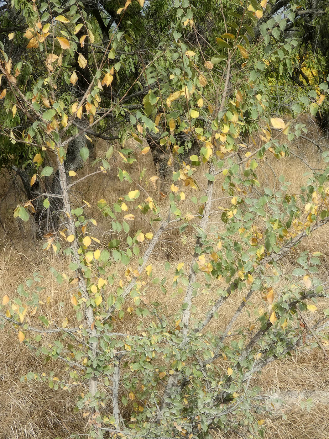 Image of Ulmus pumila specimen.