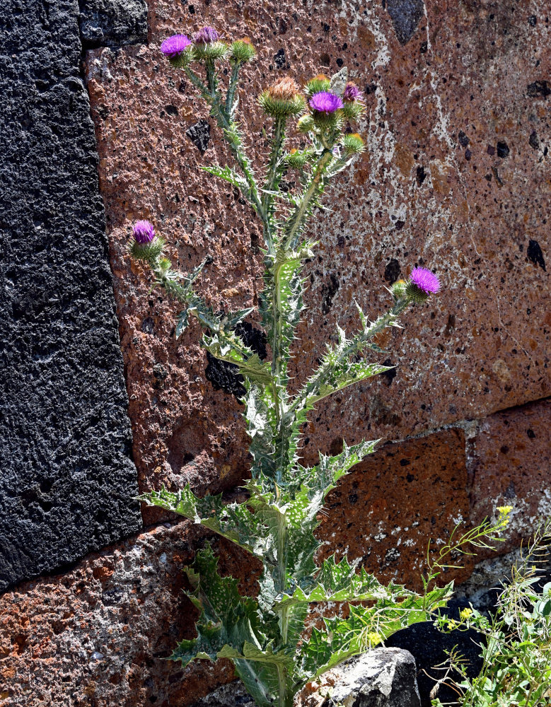 Image of Onopordum acanthium specimen.