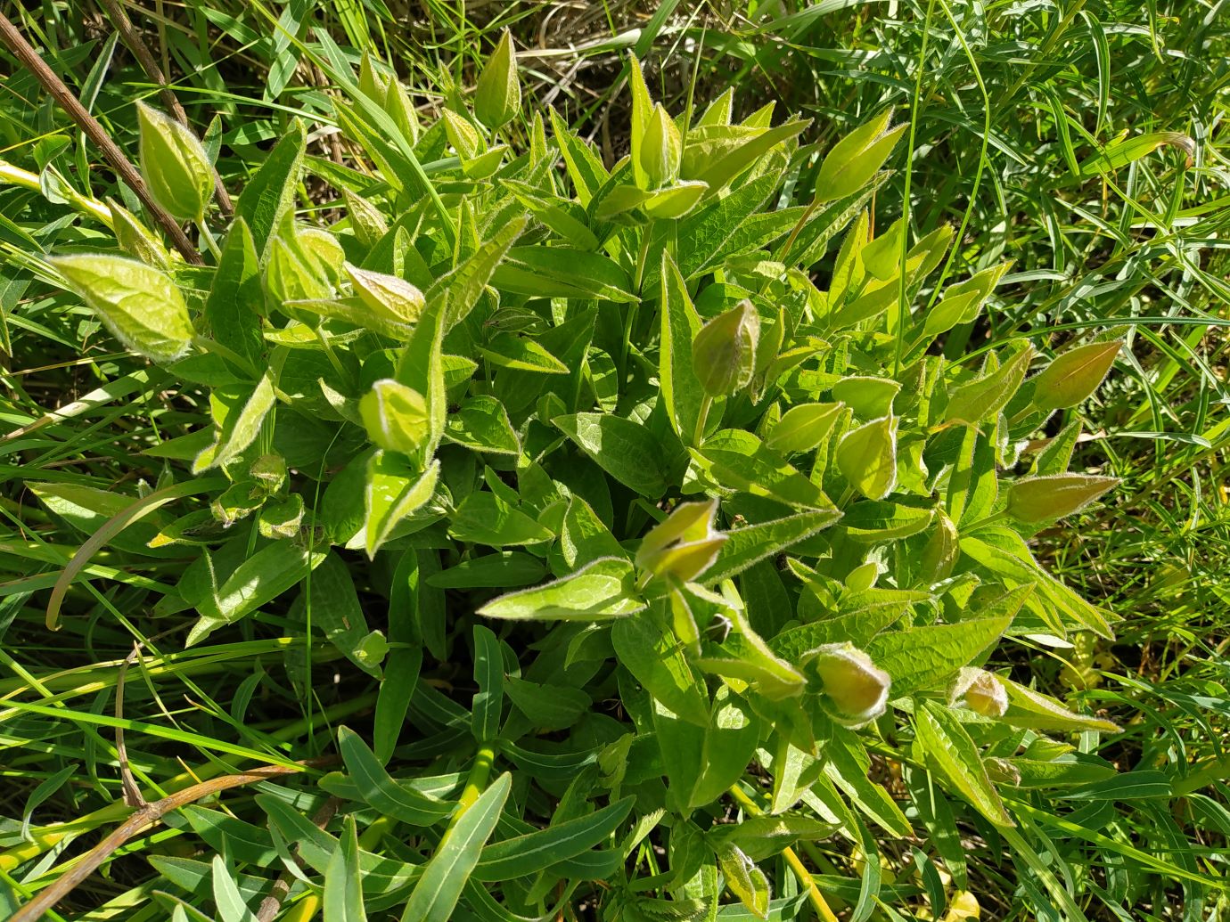 Image of Clematis integrifolia specimen.