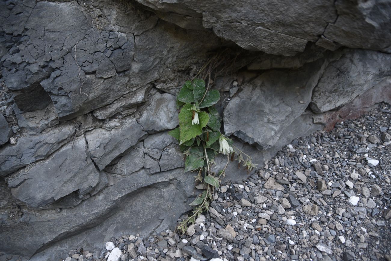 Image of Campanula alliariifolia specimen.