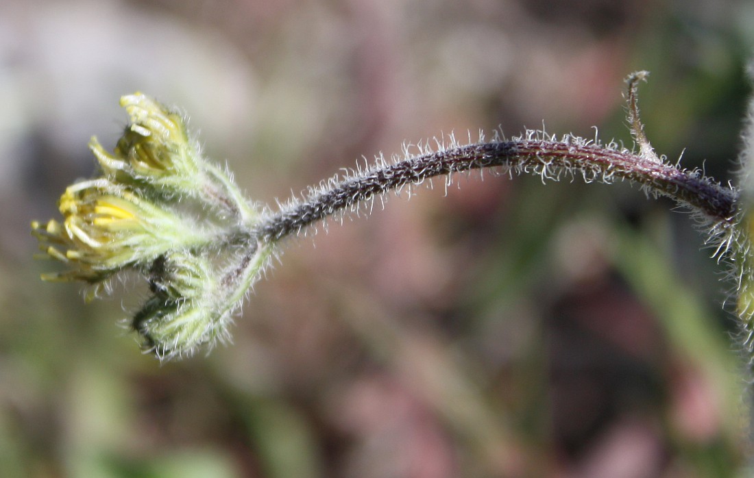 Image of Lagoseris sancta specimen.