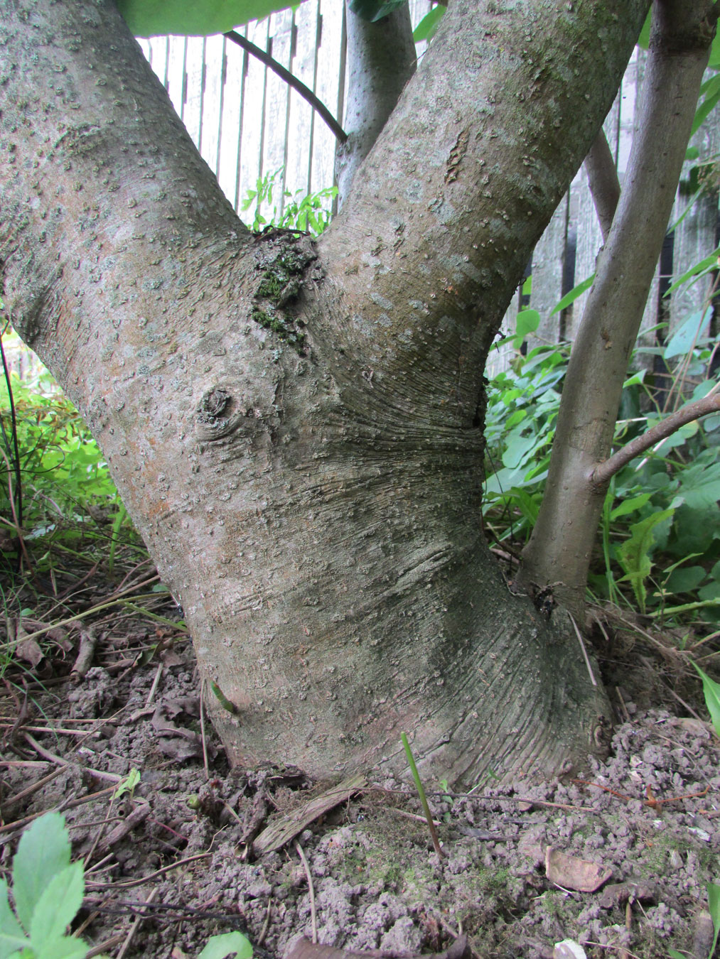 Image of Magnolia tripetala specimen.