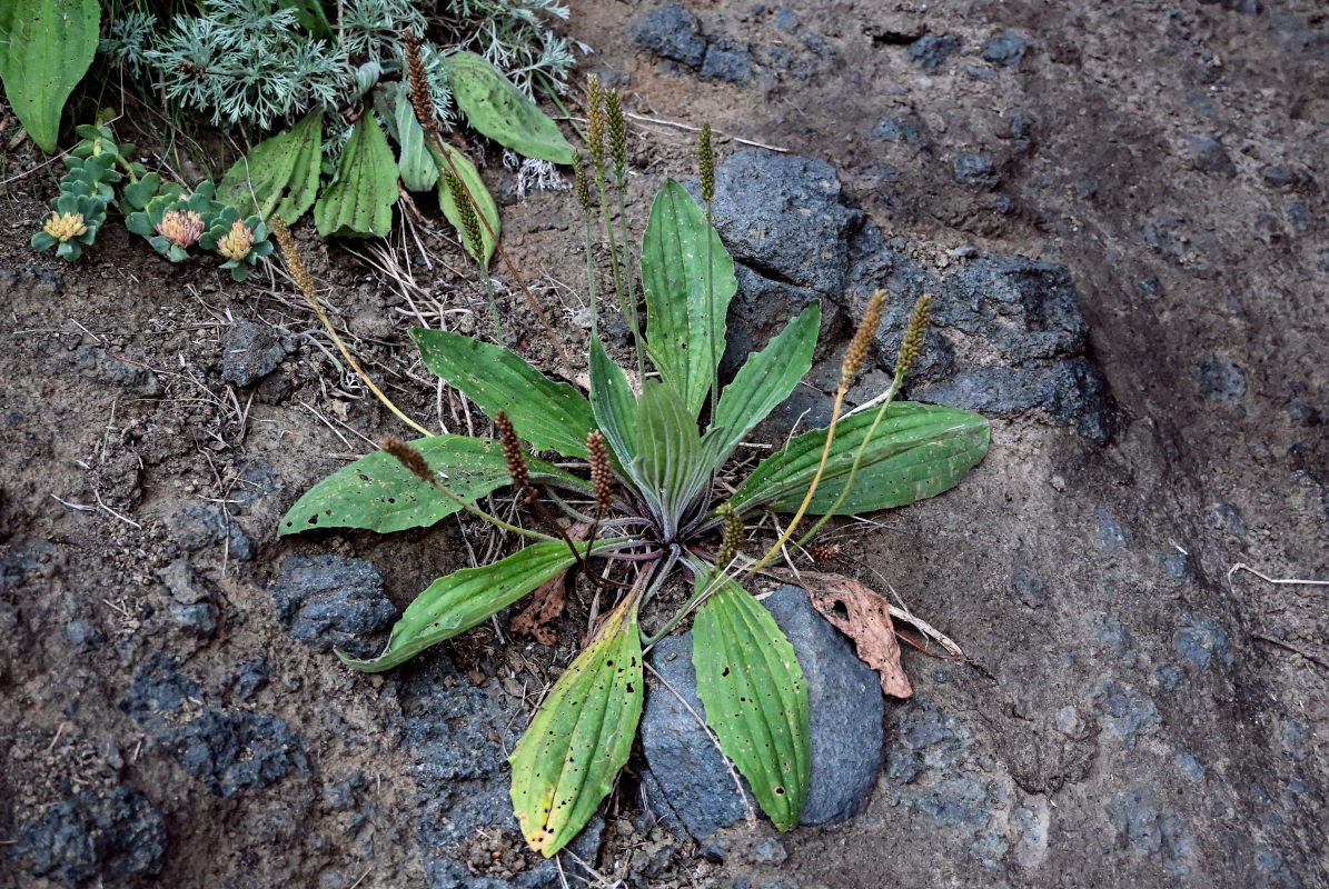 Изображение особи Plantago camtschatica.