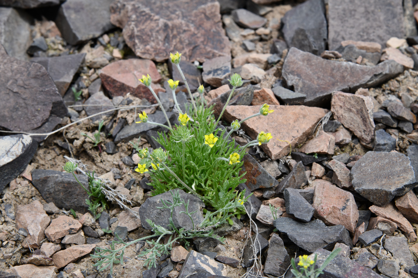 Image of Ceratocephala orthoceras specimen.