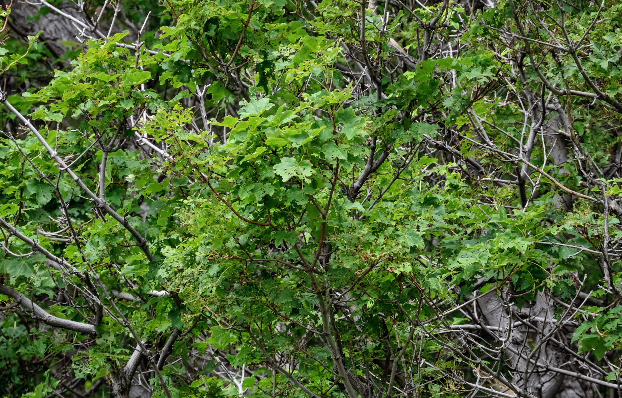 Image of Acer mayrii specimen.