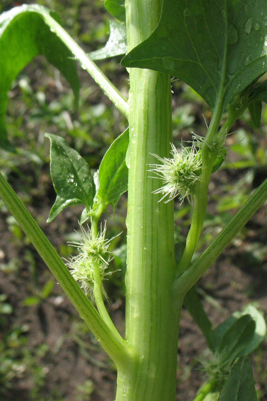Image of Spinacia oleracea specimen.
