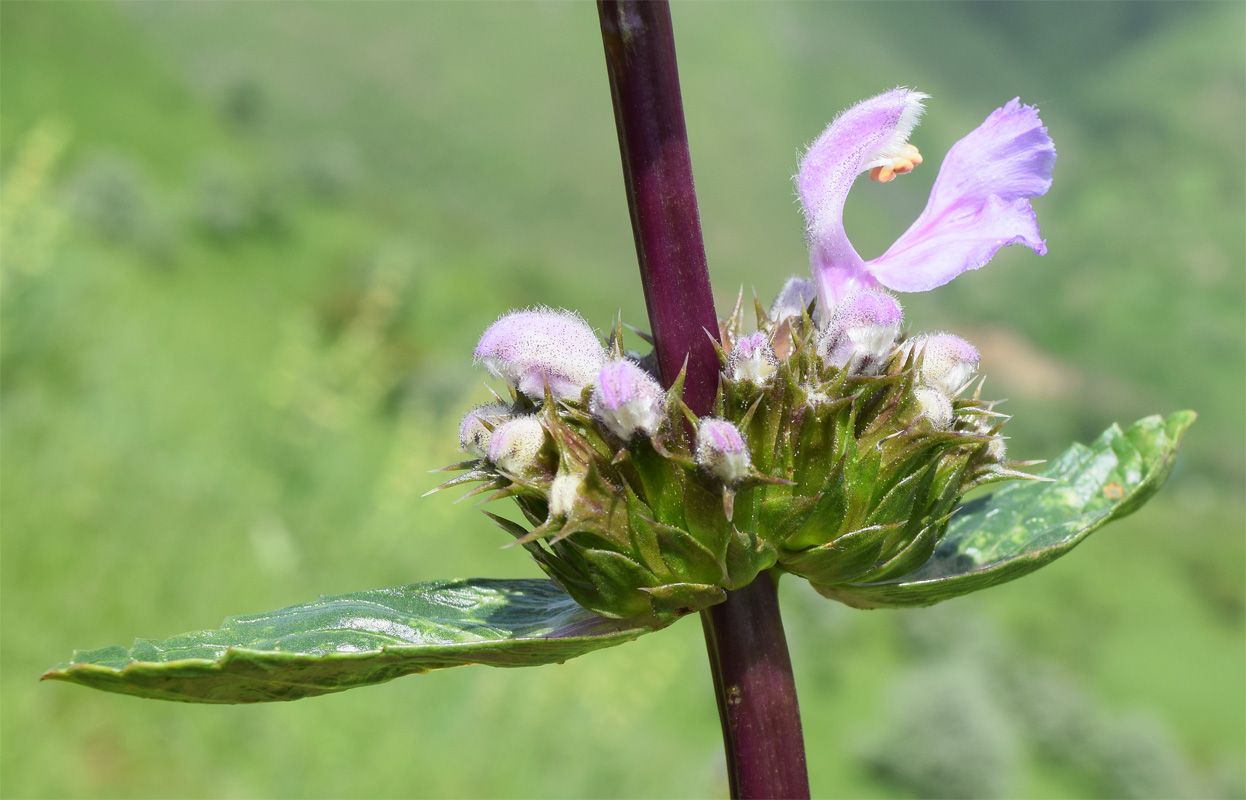 Image of Phlomoides lehmanniana specimen.