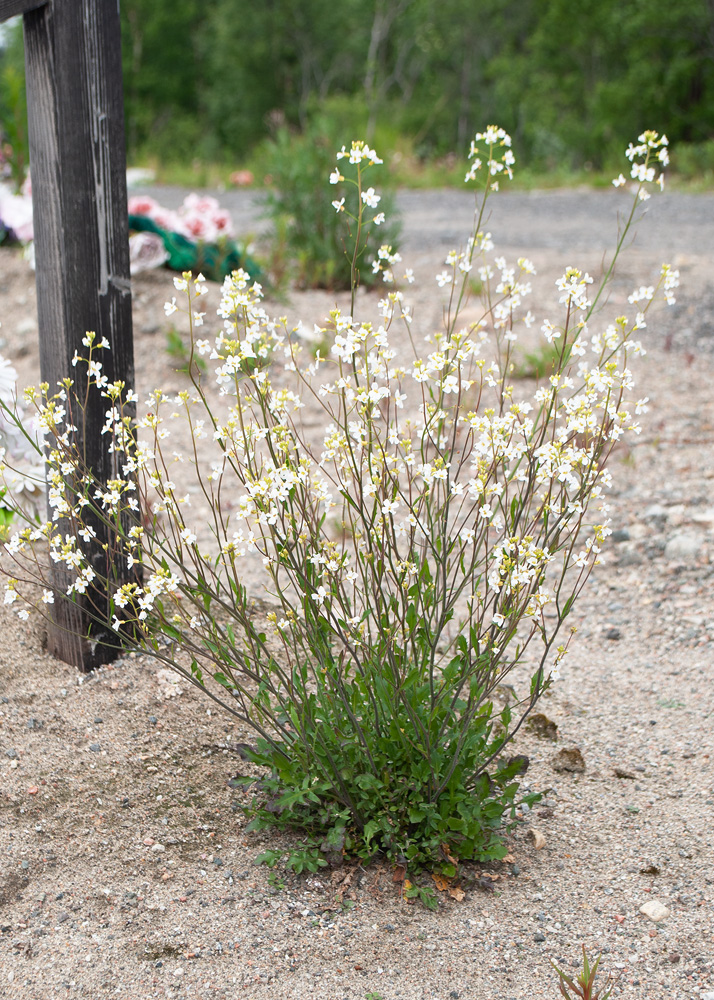 Изображение особи Arabidopsis arenosa.