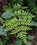 Osmunda japonica. Вайя. Китай, провинция Хунань, национальный парк \"Чжанцзяцзе\", хвойный лес с преобладанием Cryptomeria. 06.06.2024.