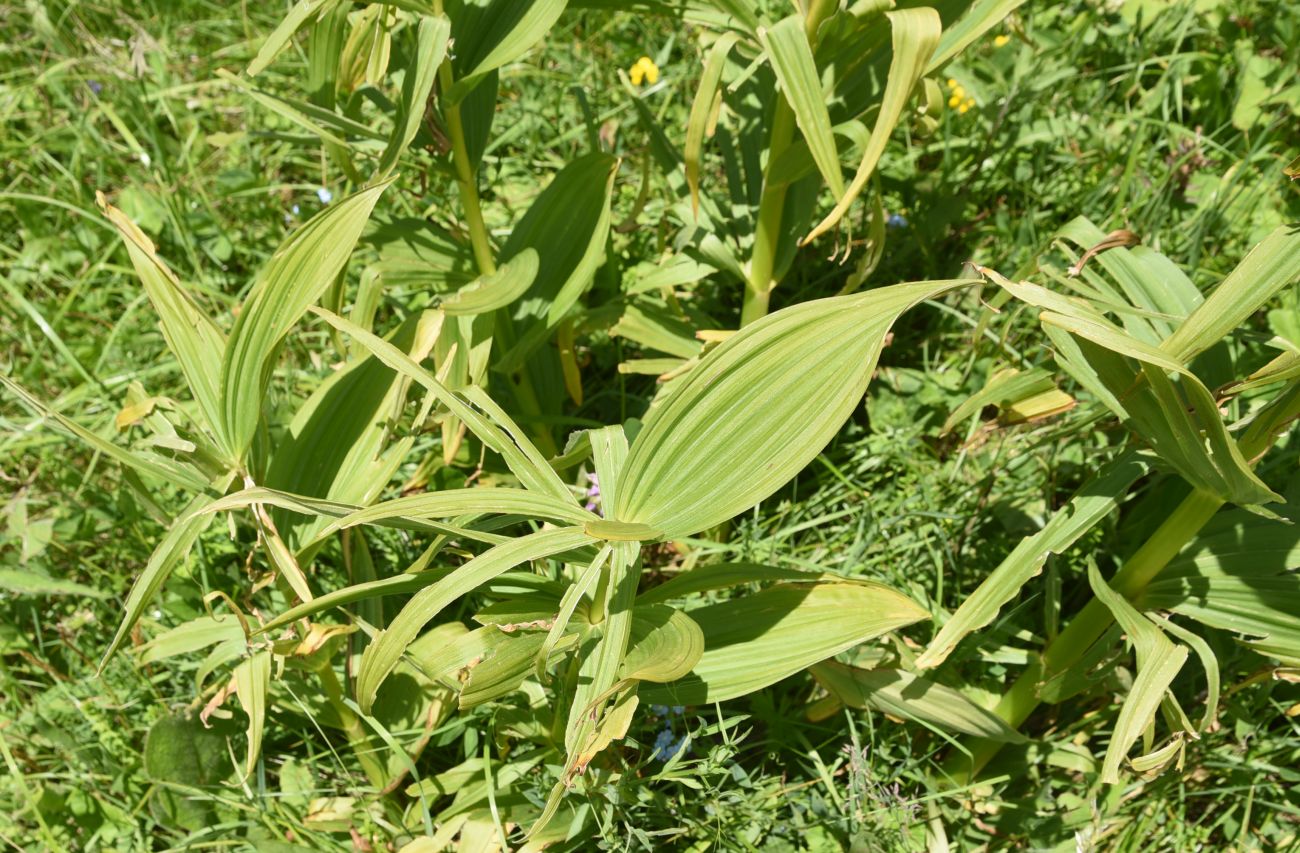 Изображение особи Veratrum lobelianum.