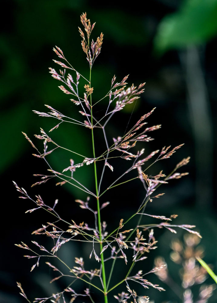 Изображение особи род Agrostis.