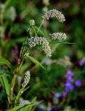 Persicaria lapathifolia. Верхушка побега с соцветиями. Московская обл., Сергиево-Посадский р-н, долина р. Пажа, луг. 20.07.2024.