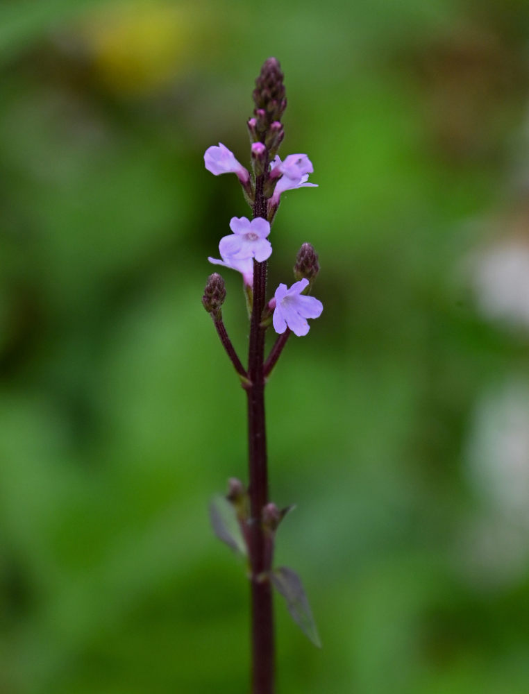 Image of Verbena officinalis specimen.