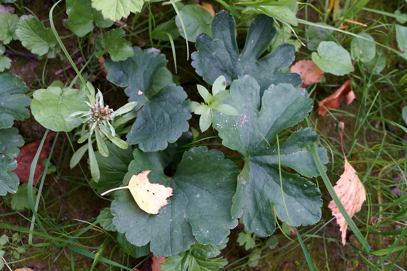 Image of genus Ranunculus specimen.