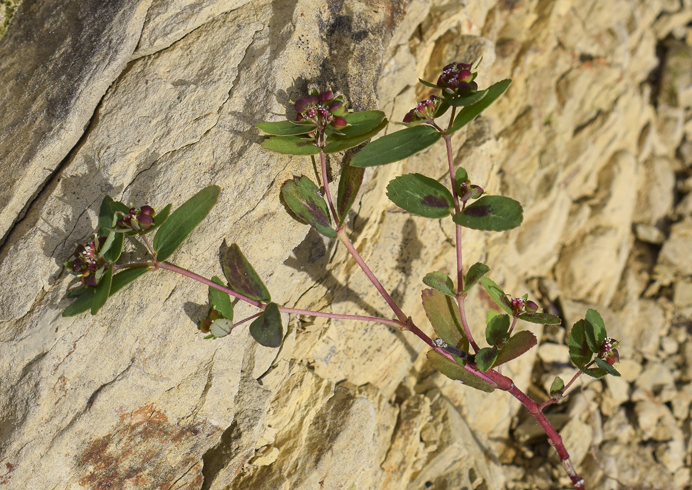 Image of Euphorbia nutans specimen.