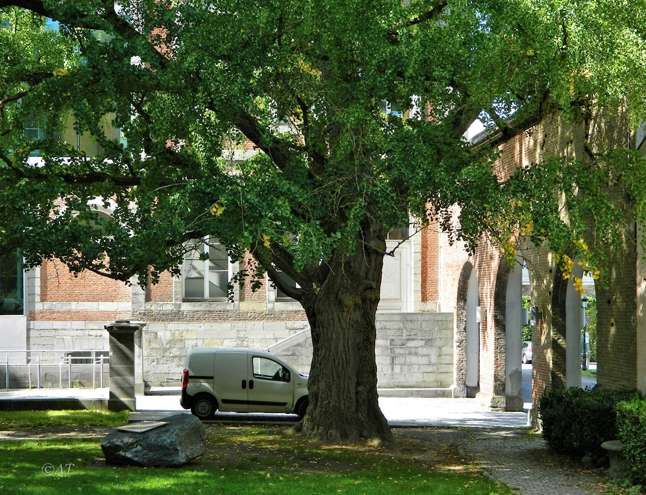 Image of Ginkgo biloba specimen.