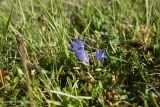 Campanula ciliata. Цветущее растение. Чечня, Шаройский р-н, окр. пер. Цумандинский, южный борт перевала, выс. ок. 2400 м н.у.м., луг. 24 июня 2024 г.