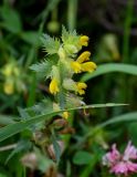 genus Rhinanthus. Соцветие. Вологодская обл., Кирилловский р-н, побережье оз. Ильинское, луг. 12.07.2024.