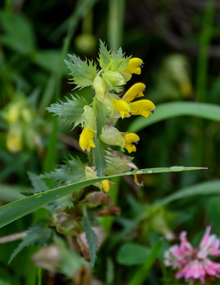 Image of genus Rhinanthus specimen.