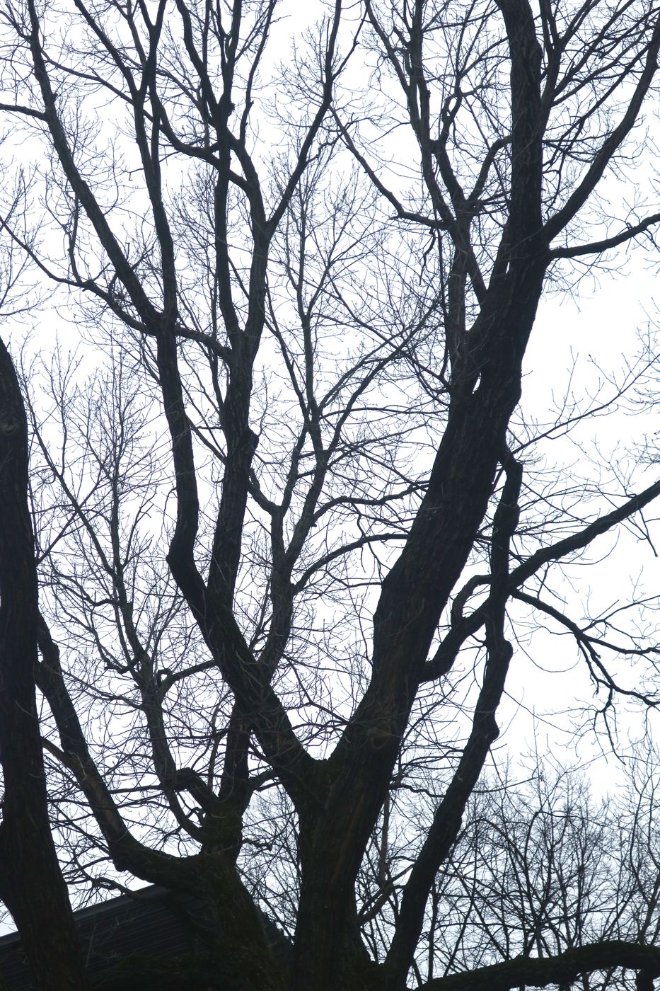 Image of Quercus robur specimen.