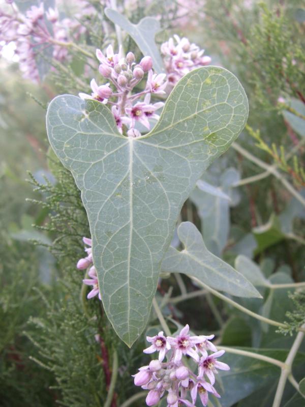 Image of Cynanchum sibiricum specimen.