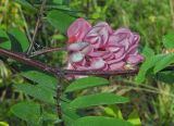 Robinia viscosa