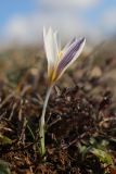 Crocus tauricus. Цветущее растение. Крым, Севастополь, Байдарская дол., гора Мачу. 01.02.2025.