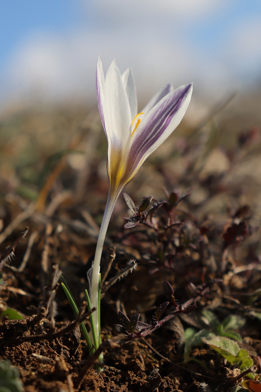 Изображение особи Crocus tauricus.