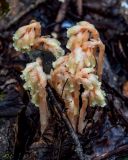 Hypopitys monotropa. Цветущее растение. Вологодская обл., Сокольский р-н, Оларевская гряда, смешанный лес. 13.07.2024.