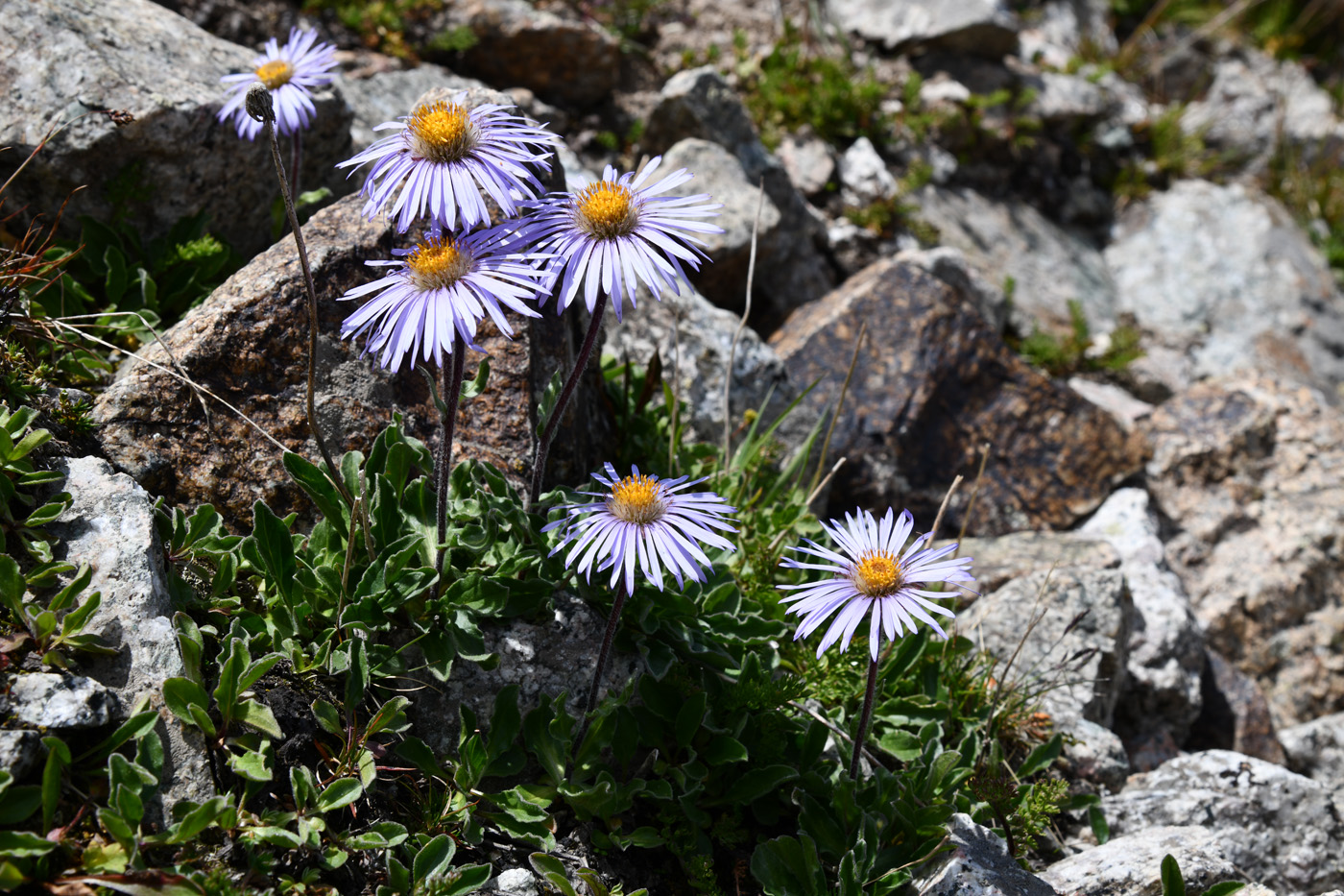 Image of Erigeron heterochaeta specimen.