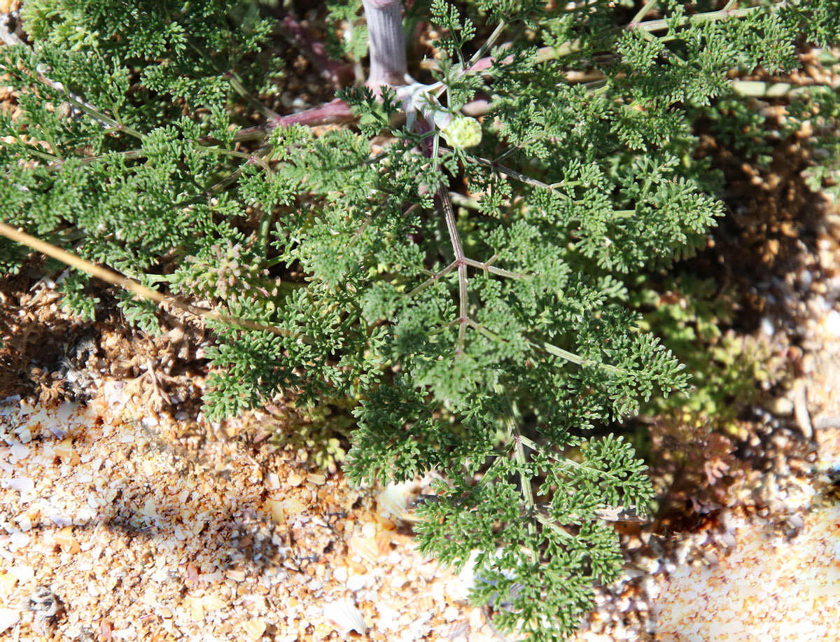 Image of Astrodaucus littoralis specimen.