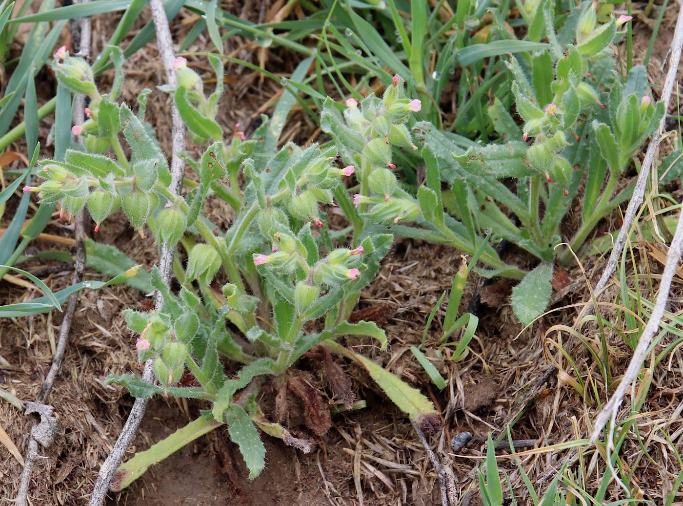 Image of Nonea caspica specimen.